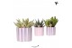 Succulenten mix Kolibri Greens Succulenten mix in Painted Stripe pot p 