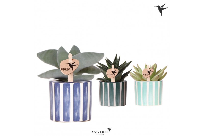 Succulenten mix Kolibri Greens Succulenten mix in Painted Stripe pot b 