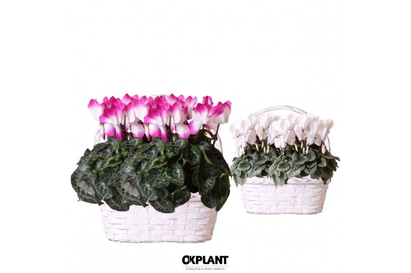 Cyclamen pers. midi Cyclamen mix in Duomand twins mix 37 cm diameter 2 