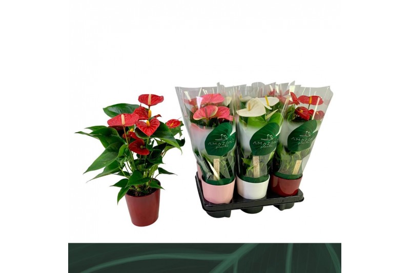 Anthurium andr. mix 3 kleuren Anthurium Mix 12cm keramiek5 bl. 