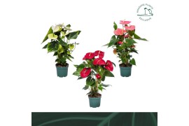 Anthurium andr. mix 4 kleuren Anthurium mix 17cm 4 kleuren6 bl.