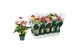 Anthurium andr. mix 4 kleuren Anthurium mix 12cm 4 kleuren5 bl. 