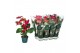 Anthurium andr. mix 4 kleuren Anthurium mix 14cm 4 kleuren5 bl. 