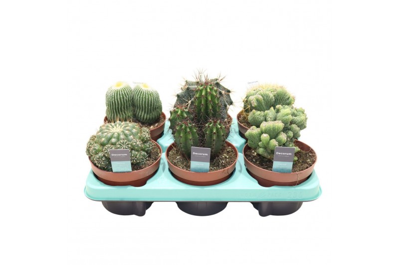 Cactus mix Cactus Mix (Decorum) 