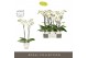 Phalaenopsis wit Maistro Beethoven 2 spike 60 cm in Emilia White Aquo  