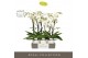 Phalaenopsis wit Maistro Beethoven 2 spike 60 cm in Emilia White Aquo  