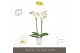 Phalaenopsis wit Maistro Beethoven 2 spike 60 cm in Emilia White Aquo  
