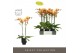 Phalaenopsis oranje Optistar Deshi 2 spike in Emilia Brown Aquo 15 bl. 