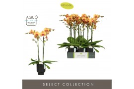 Phalaenopsis oranje Optistar Deshi 2 spike in Emilia Brown Aquo 15 bl.