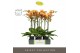 Phalaenopsis oranje Optistar Deshi 2 spike in Emilia Brown Aquo 15 bl. 