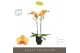 Phalaenopsis oranje Optistar Deshi 2 spike in Emilia Brown Aquo 15 bl. 