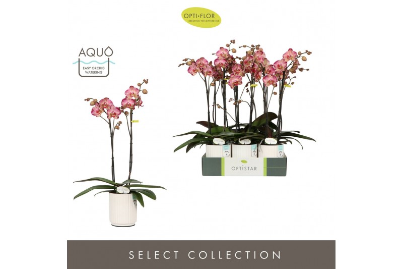 Phalaenopsis rood Optistar Gaga 2 spike in Molise White Aquo 15 bl. 2  