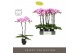 Phalaenopsis paars Optistar Hendrix 2 spike in Emilia Brown Aquo 15 bl 