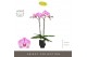 Phalaenopsis paars Optistar Hendrix 2 spike in Emilia Brown Aquo 15 bl 