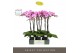 Phalaenopsis paars Optistar Hendrix 2 spike in Emilia Brown Aquo 15 bl 