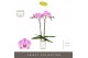 Phalaenopsis paars Optistar Hendrix 2 spike in Molise White Aquo 15 bl 