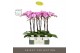 Phalaenopsis paars Optistar Hendrix 2 spike in Molise White Aquo 15 bl 