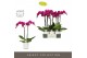 Phalaenopsis paars Optistar Lopez 2 spike in Molise White Aquo 15 bl.  