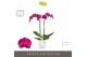 Phalaenopsis paars Optistar Lopez 2 spike in Molise White Aquo 15 bl.  