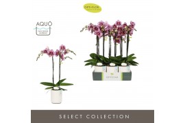 Phalaenopsis paars Optistar Prince 2 spike in Molise White Aquo 15 bl.