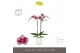 Phalaenopsis paars Optistar Prince 2 spike in Molise White Aquo 15 bl. 