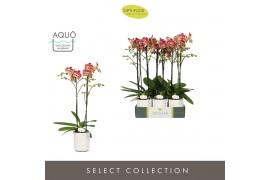 Phalaenopsis rood Optistar Spears 2 spike in Molise White Aquo 15 bl. 