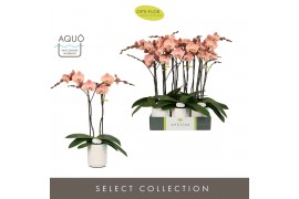 Phalaenopsis oranje Optistar Suki 2 spike in Molise White Aquo 15 bl. 