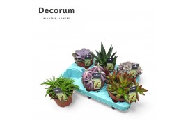 Succulenten Succulenten Mix (decorum)