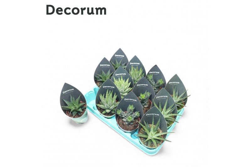 Haworthia mix Haworthia Mix (4spc.) (decorum)12 