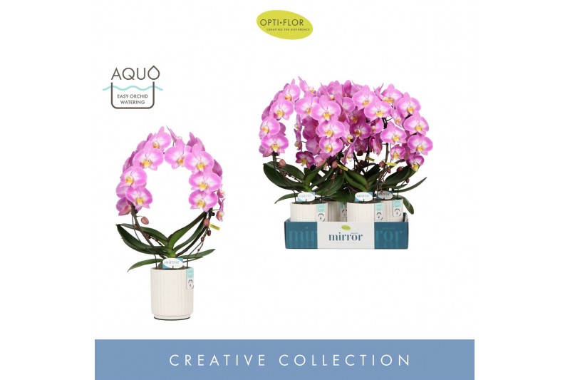 Phalaenopsis roze Mirror Miracle Kiara 2 spike in Molise White Aquo15  