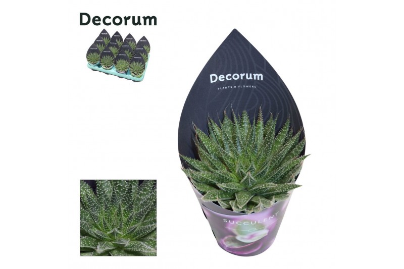 Aloe aristata Aloe Aristata (Decorum) 