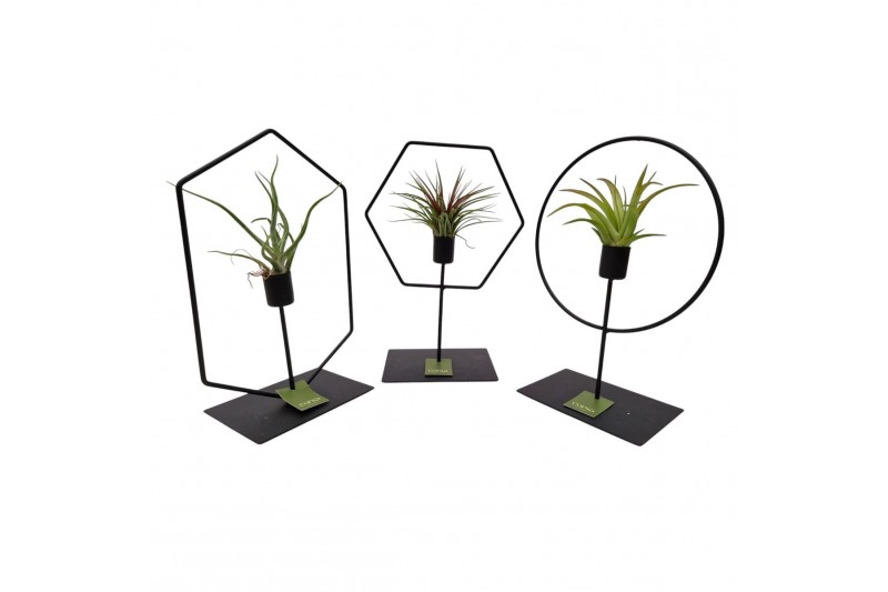 Tillandsia arrangement Tillandsia Frame Mix 1 pp 