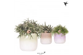 Rhipsalis mix Kolibri Greens Rhipsalis mix in Gradience pot mix1 pp