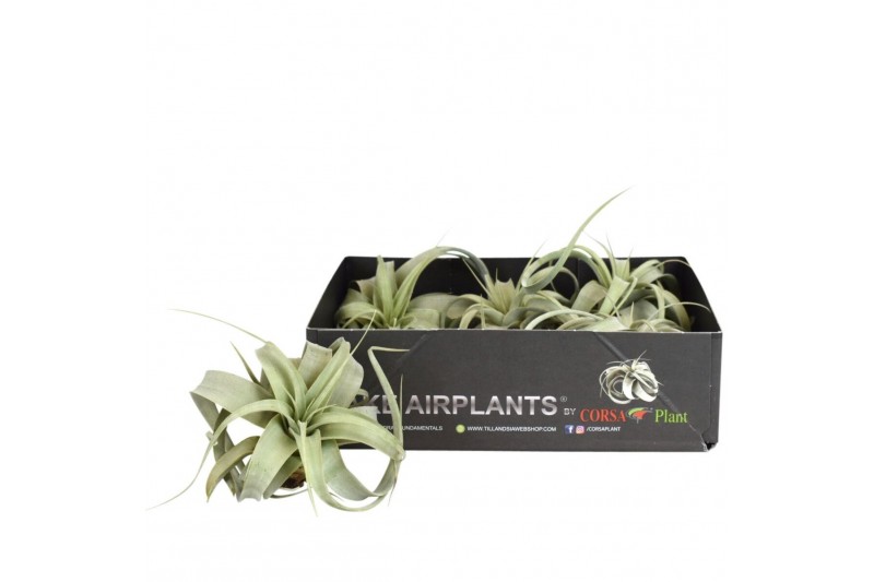 Tillandsia xerographica Tillandsia xerographica bonsai x5 1 bl. 