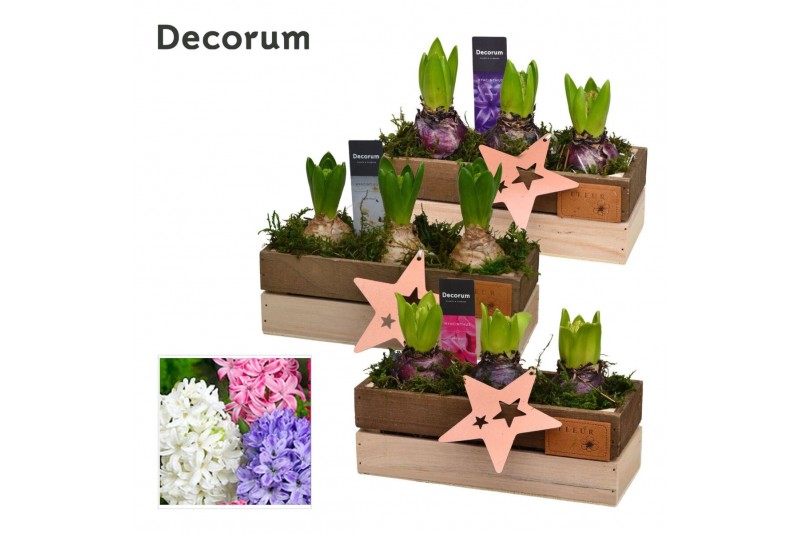 Arrangementen hyacinthus Hyacint Wooden Box HL11622 [PURE] 3 pp 90 bl. 