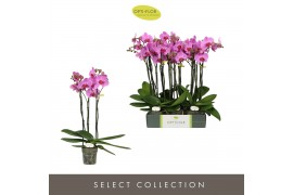 Phalaenopsis roze Optistar Yoko 3 spike18 bl. 3 tak/plnt