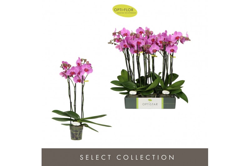 Phalaenopsis roze Optistar Yoko 3 spike18 bl. 3 tak/plnt 
