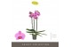 Phalaenopsis roze Optistar Yoko 3 spike18 bl. 3 tak/plnt 