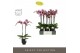 Phalaenopsis paars Optistar Prince 2 spike in Emilia Brown Aquo 15 bl. 
