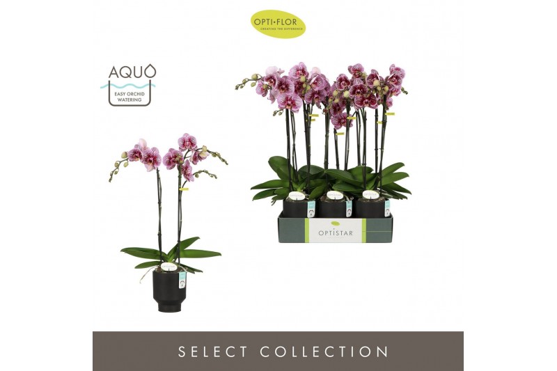 Phalaenopsis paars Optistar Prince 2 spike in Emilia Brown Aquo 15 bl. 