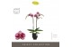 Phalaenopsis paars Optistar Prince 2 spike in Emilia Brown Aquo 15 bl. 