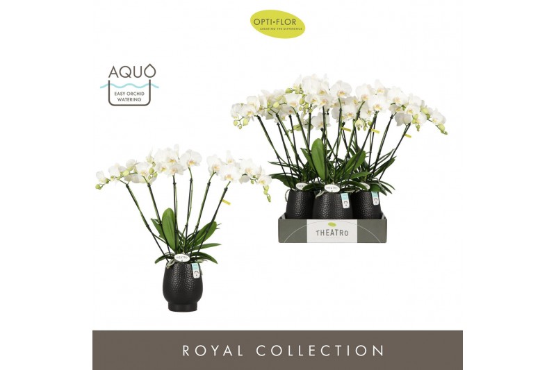 Phalaenopsis wit Theatro Jazz 6 spike in Abruzzo Black Aquo 45 bl. 6 t 