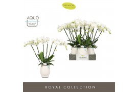 Phalaenopsis wit Theatro Jazz 6 spike in Abruzzo White Aquo 45 bl. 6 t