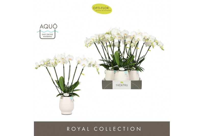 Phalaenopsis wit Theatro Jazz 6 spike in Abruzzo White Aquo 45 bl. 6 t 