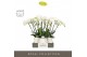 Phalaenopsis wit Theatro Jazz 6 spike in Abruzzo White Aquo 45 bl. 6 t 