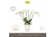 Phalaenopsis wit Theatro Jazz 6 spike in Abruzzo White Aquo 45 bl. 6 t 