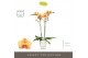 Phalaenopsis oranje Optistar Deshi 2 spike in Emilia White Aquo 15 bl. 