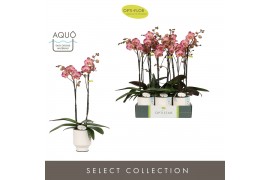 Phalaenopsis rood Optistar Gaga 2 spike in Emilia White Aquo 15 bl. 2 