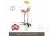 Phalaenopsis rood Optistar Gaga 2 spike in Emilia White Aquo 15 bl. 2  