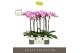 Phalaenopsis paars Optistar Hendrix 2 spike in Emilia White Aquo 15 bl 